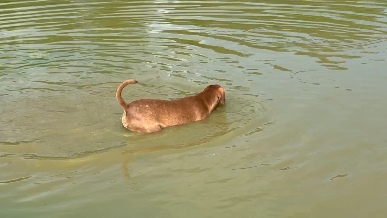 Enlarge Denim, a Adoptable mixed breed in Springhill, LA video 5/5
