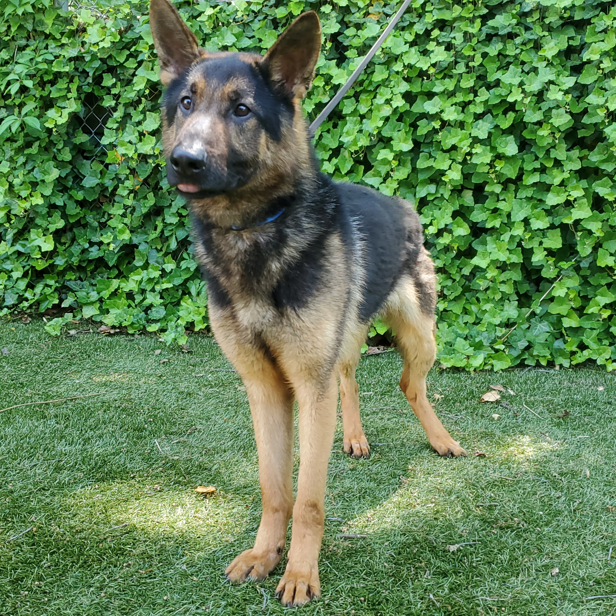 Enlarge Bullet, an adoptable German Shepherd Dog in Port Washington, NY image 1/5