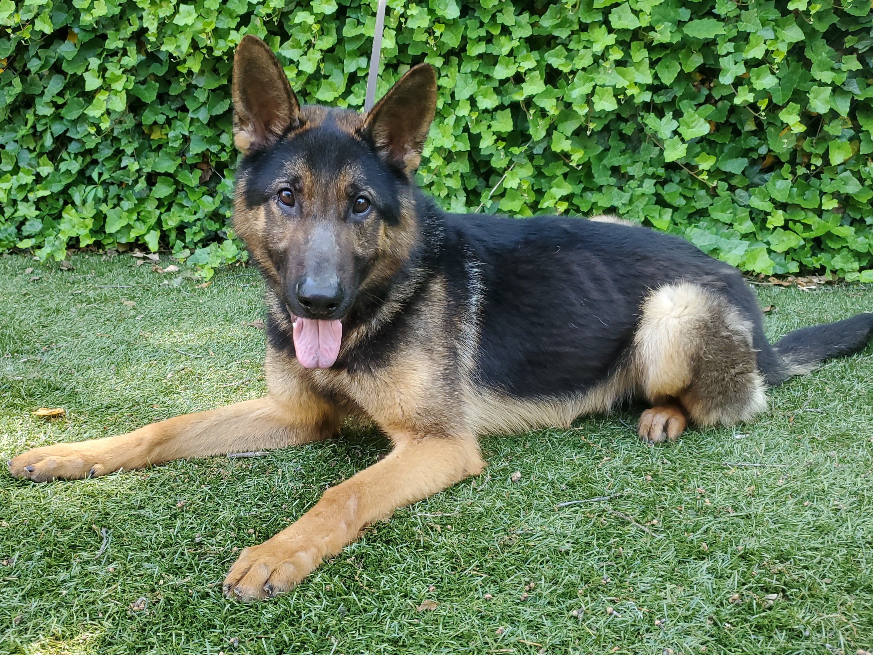 Enlarge Bullet, an adoptable German Shepherd Dog in Port Washington, NY image 2/5