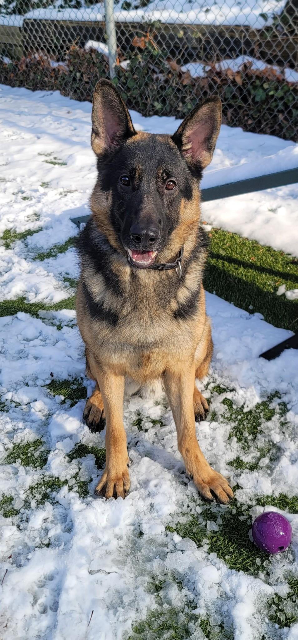 Enlarge Bullet, an adoptable German Shepherd Dog in Port Washington, NY image 3/5