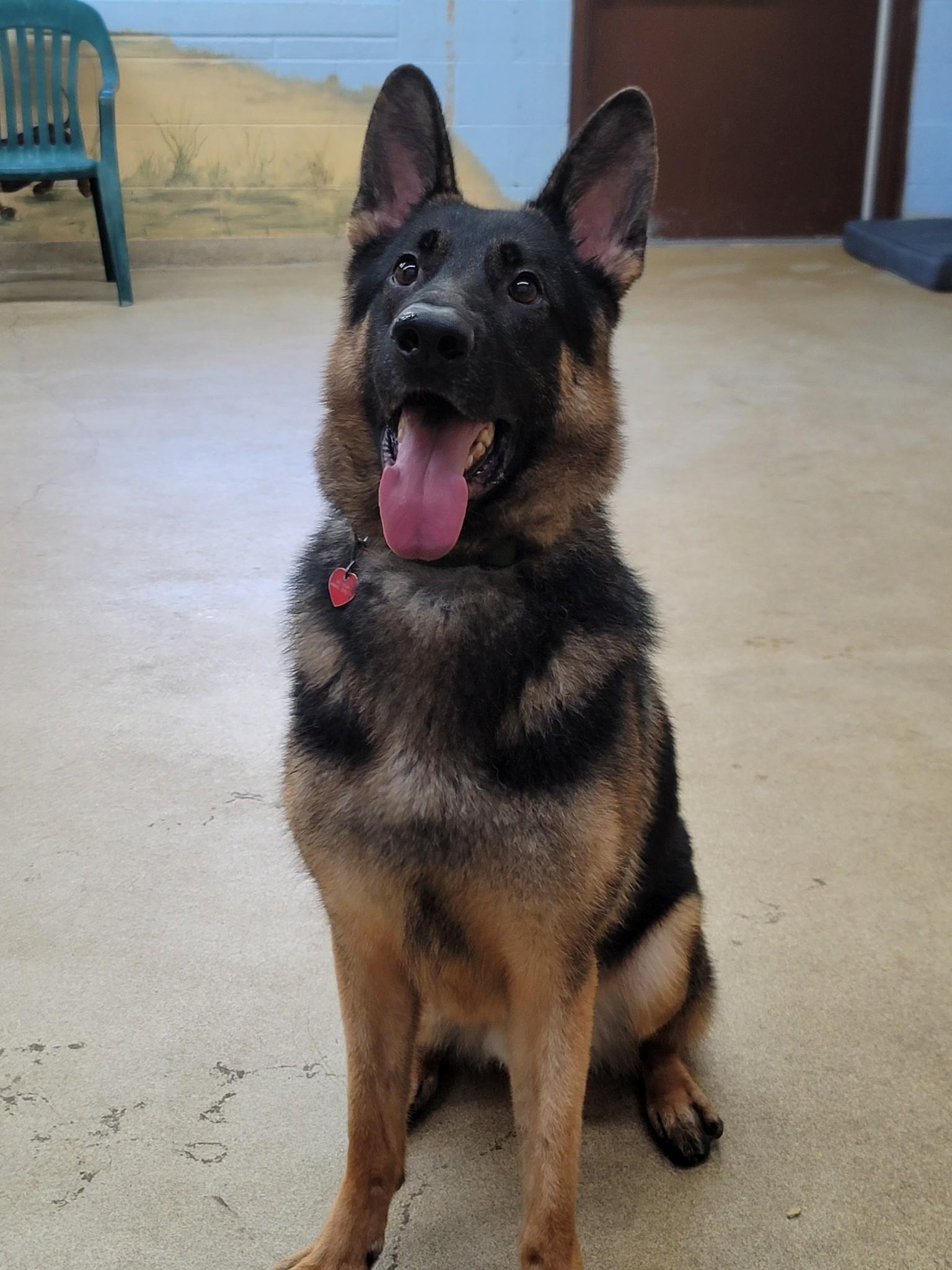 Enlarge Bullet, an adoptable German Shepherd Dog in Port Washington, NY image 4/5