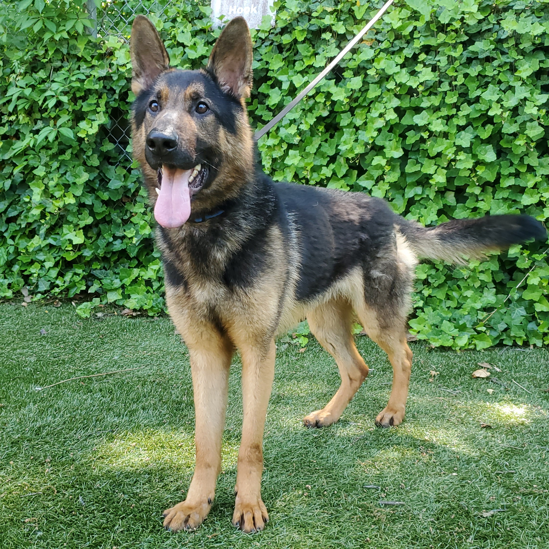Enlarge Bullet, an adoptable German Shepherd Dog in Port Washington, NY image 5/5