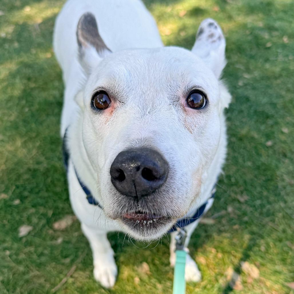 Nelly, Adoptable, Senior Female Mixed Breed.