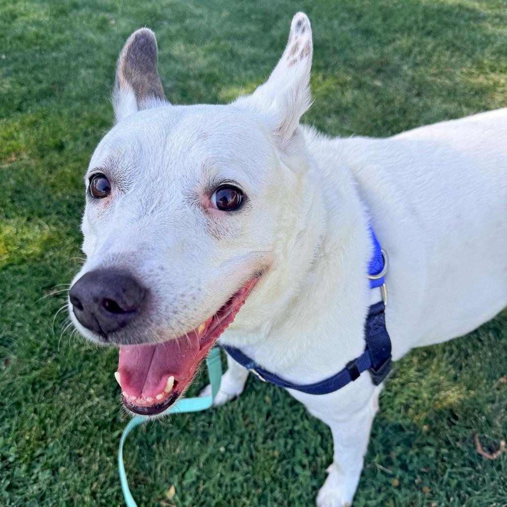 Enlarge Nelly, a Adoptable Mixed Breed in Murray, UT image 2/4