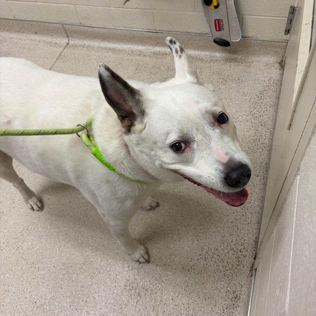 Enlarge Nelly, a Adoptable Mixed Breed in Murray, UT image 3/4