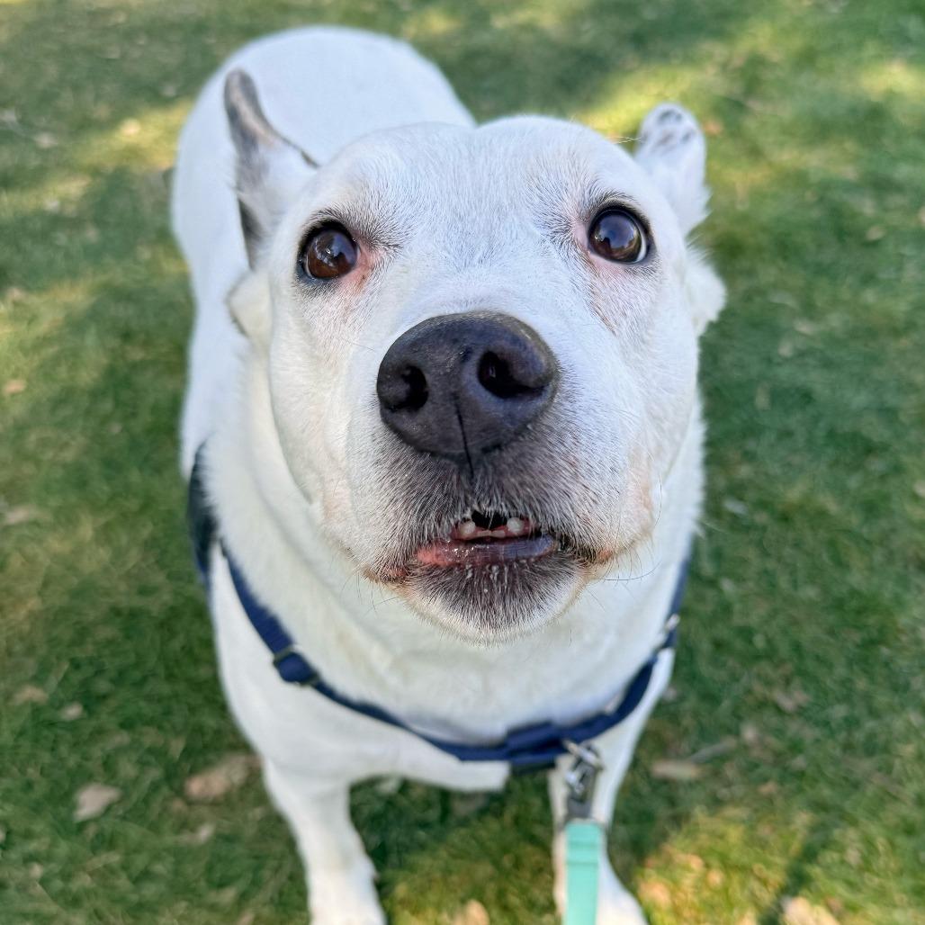 Enlarge Nelly, a Adoptable Mixed Breed in Murray, UT image 4/4