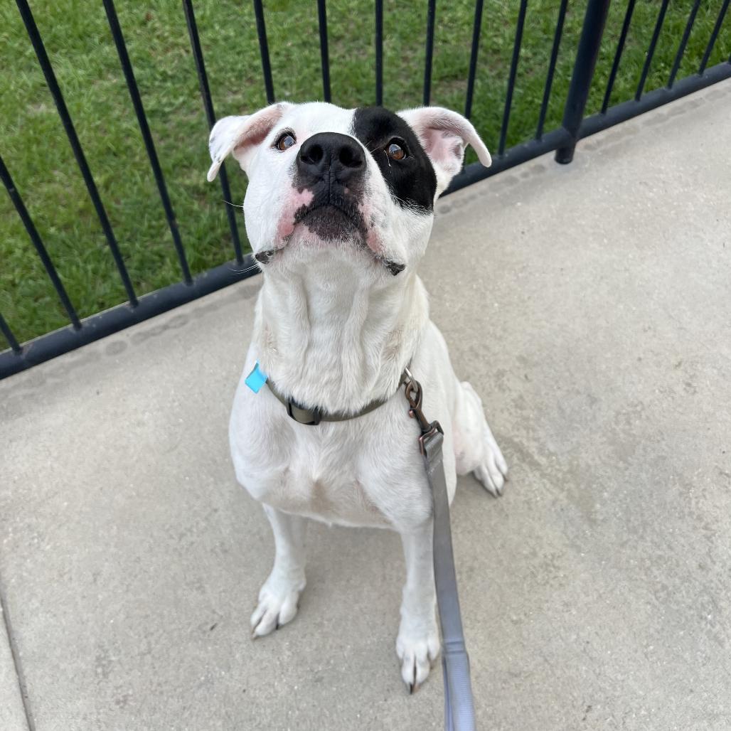 Freddie, a Adoptable Mixed Breed in Jacksonville, FL image 1/3