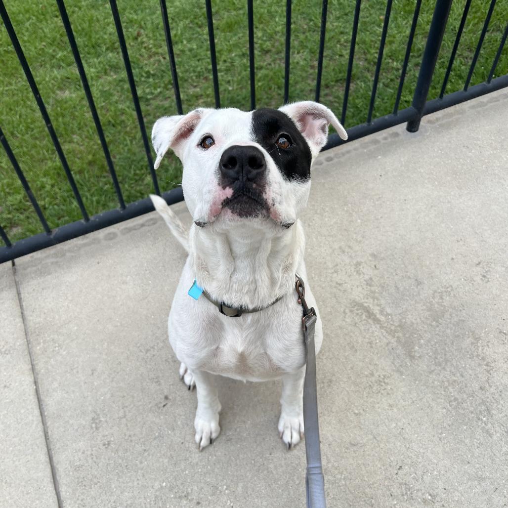 Freddie, a Adoptable Mixed Breed in Jacksonville, FL image 2/3