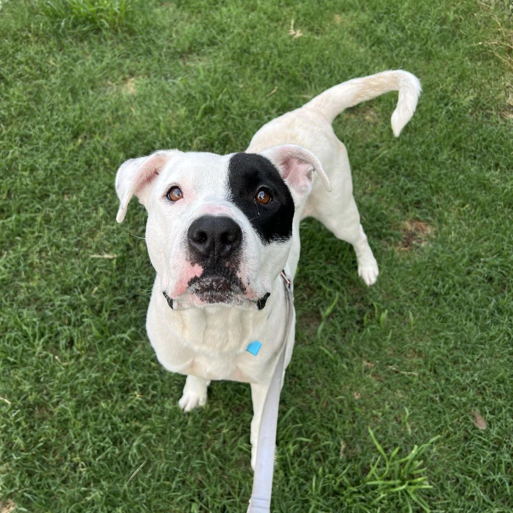 Freddie, a Adoptable Mixed Breed in Jacksonville, FL image 3/3