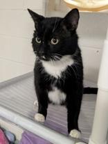 Enlarge Hudson, an adopted mixed breed in Portsmouth, OH image 3/3