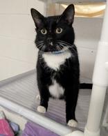 Enlarge Hudson, an adopted mixed breed in Portsmouth, OH image 2/3