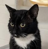 Hudson, adopted, Adult Male Domestic Short Hair.