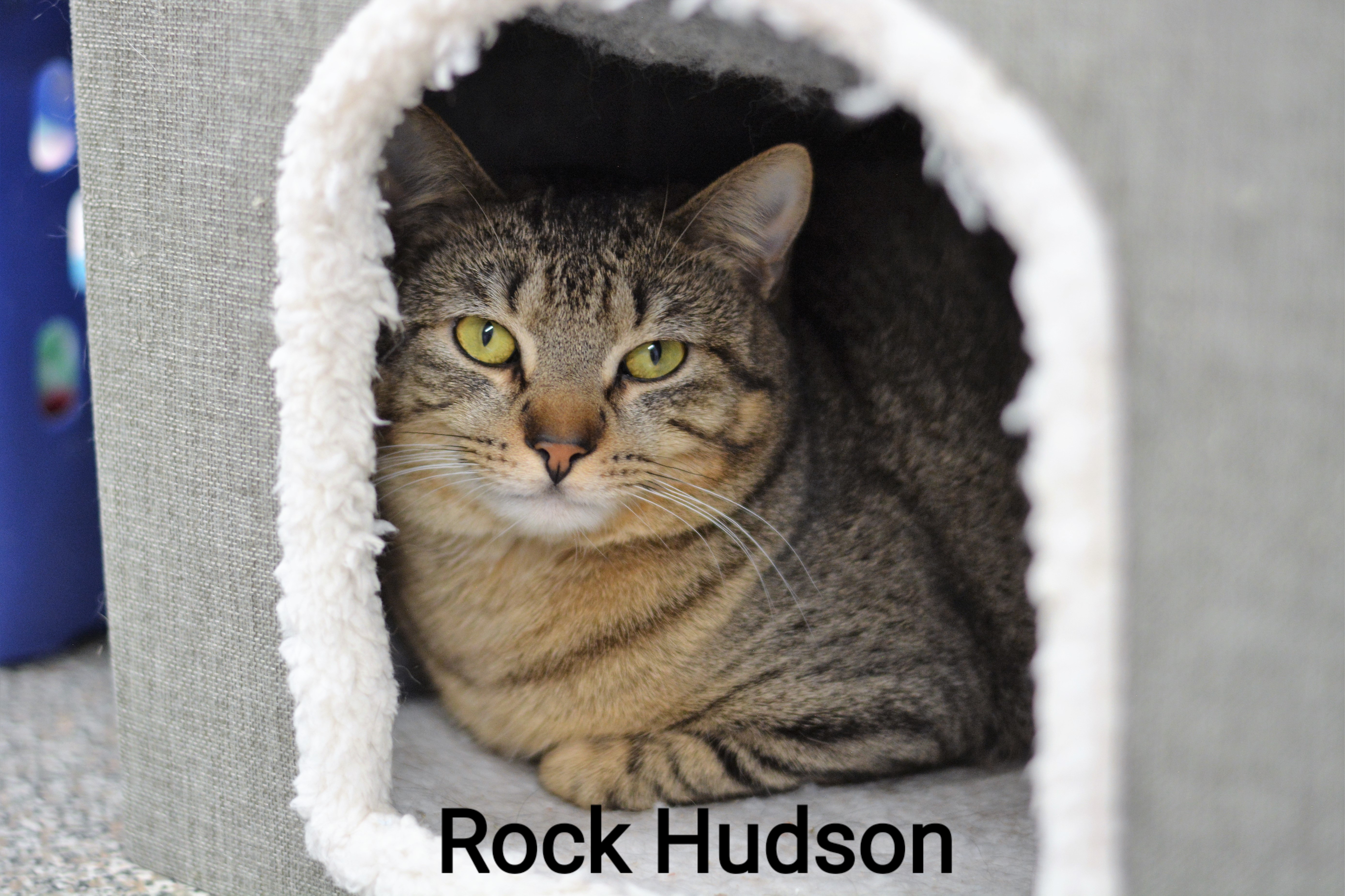 Enlarge Rock Hudson, a Adoptable Tabby in Carneys Point, NJ image 1/2