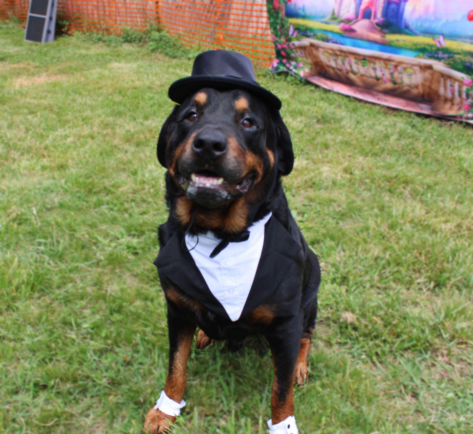 Hulk, a Adopted Rottweiler in Mooresville, NC image 1/3