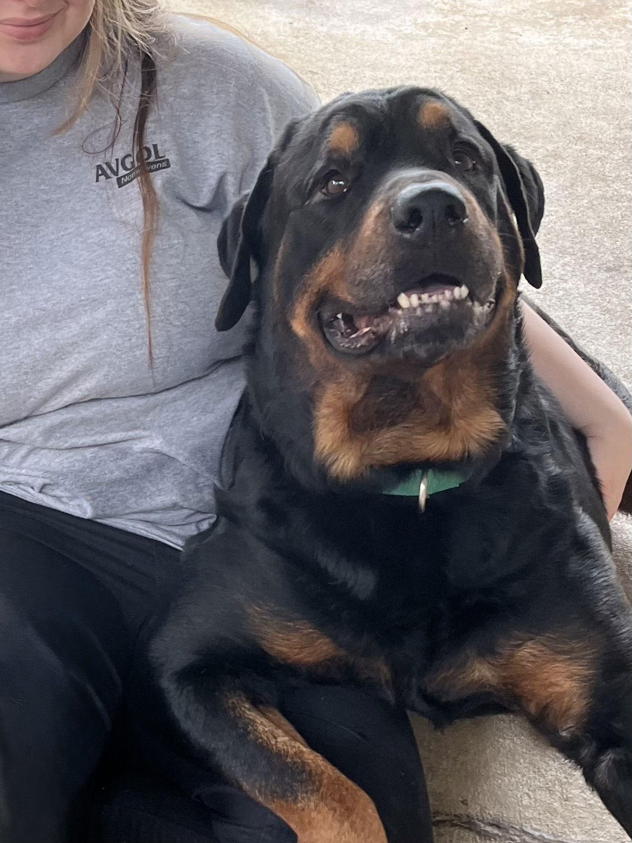 Hulk, a Adopted Rottweiler in Mooresville, NC image 2/3