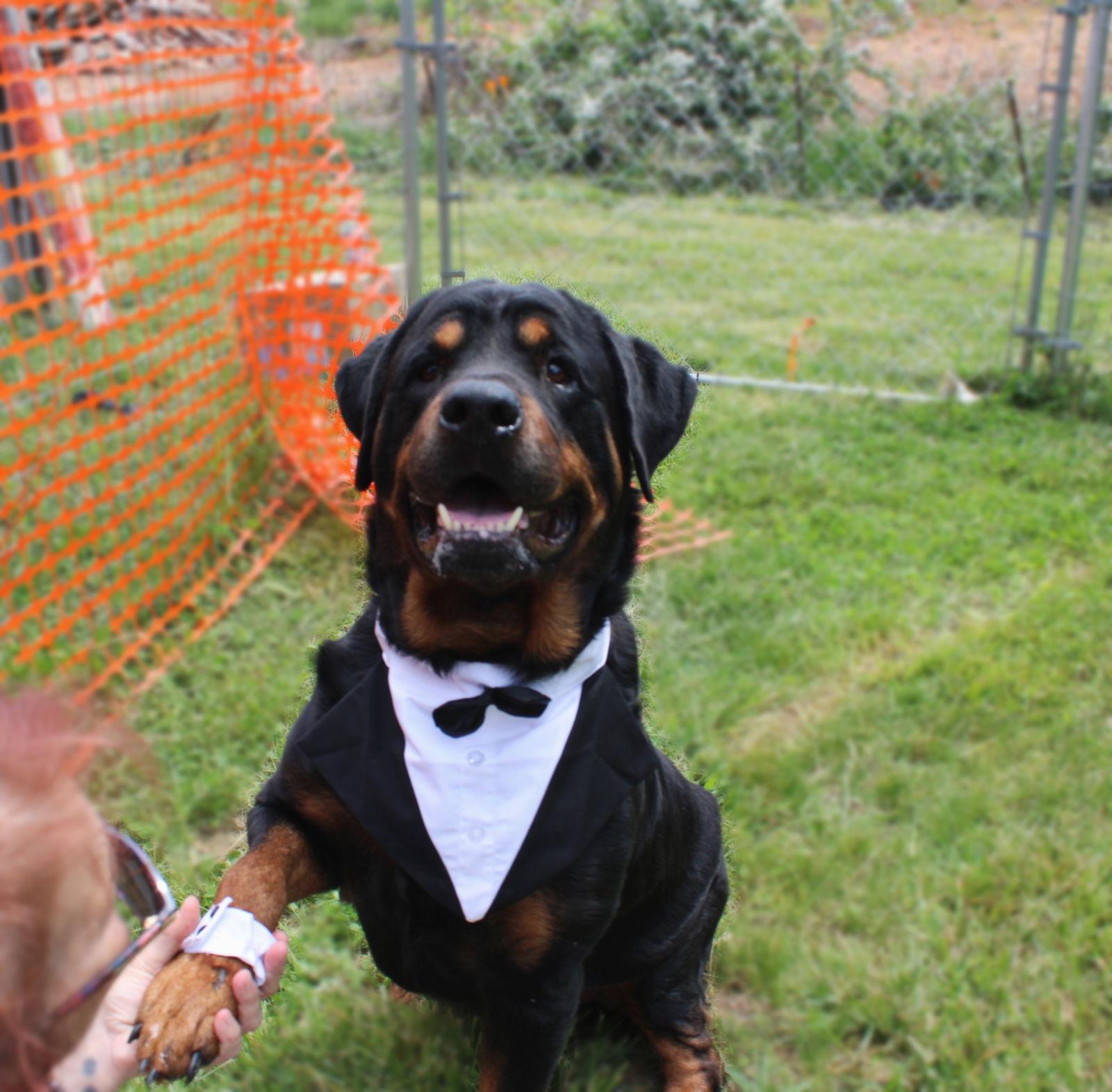 Hulk, a Adopted Rottweiler in Mooresville, NC image 3/3