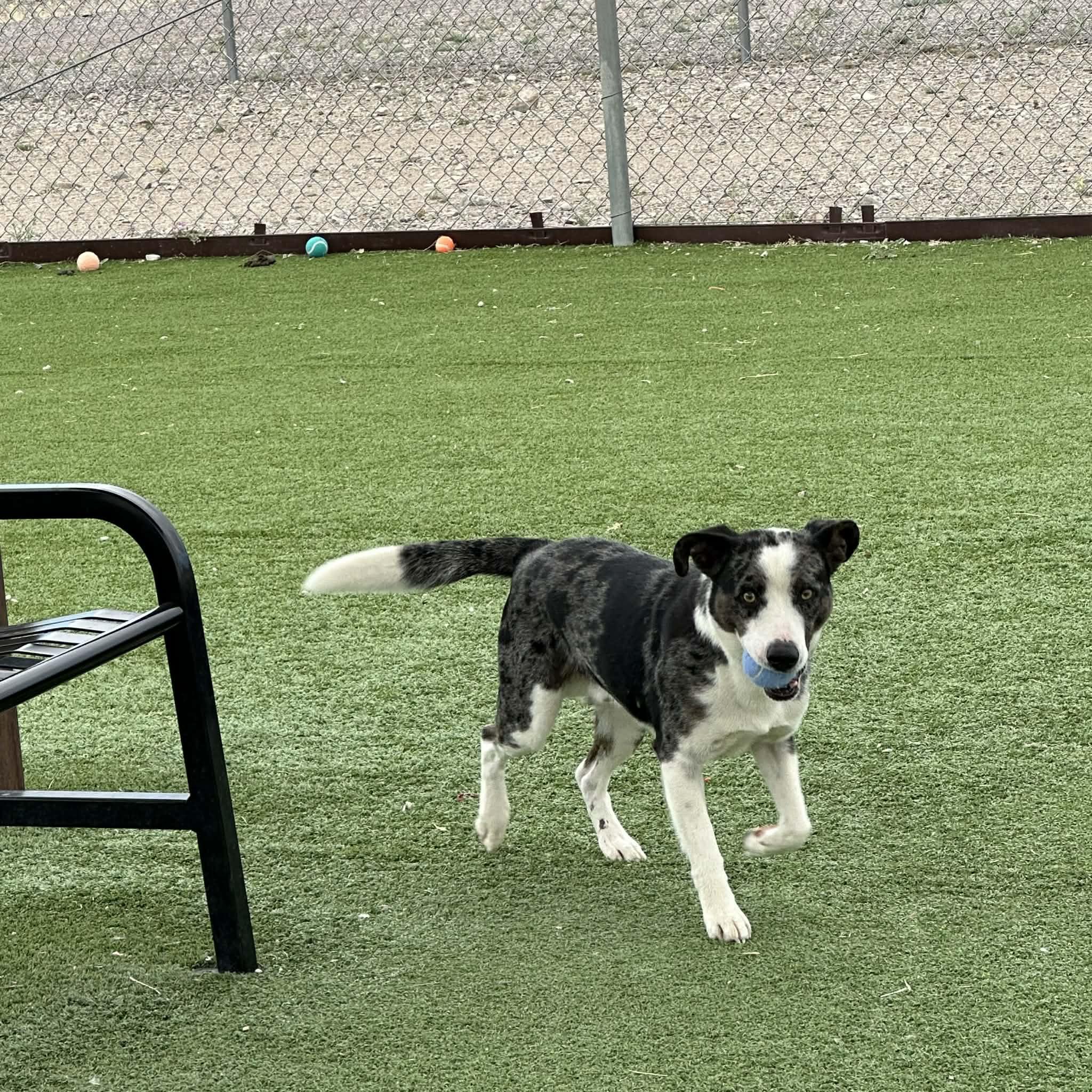Enlarge Rooster, a ADOPTABLE mixed breed in Truth or Consequences , NM image 5/6