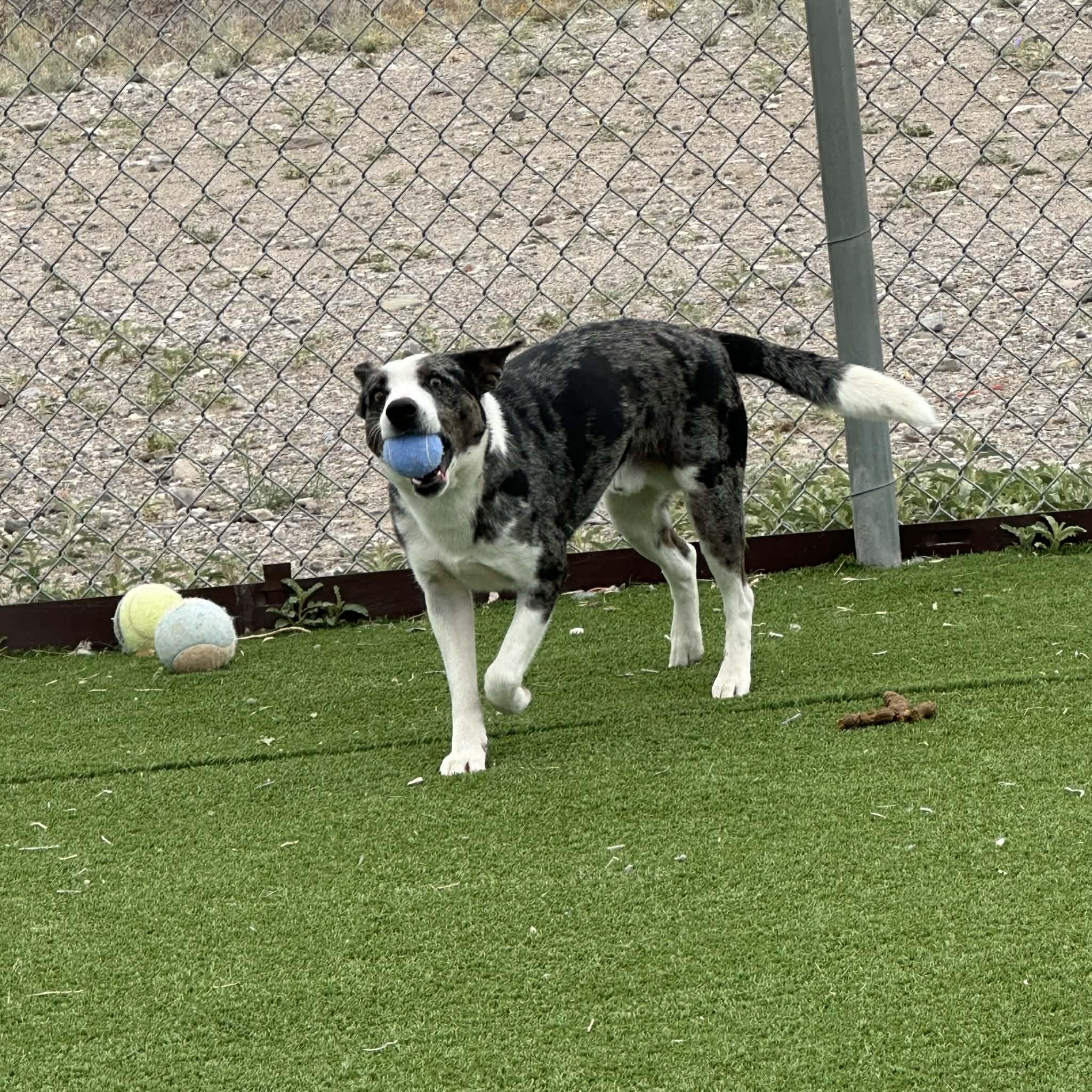 Enlarge Rooster, a ADOPTABLE mixed breed in Truth or Consequences , NM image 4/6