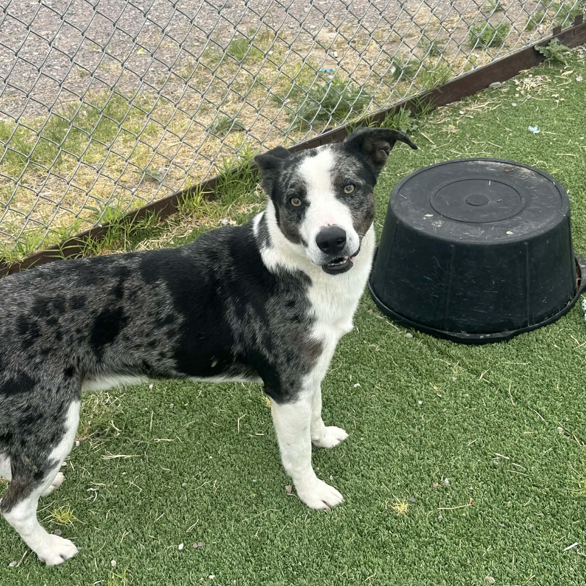 Enlarge Rooster, a ADOPTABLE mixed breed in Truth or Consequences , NM image 3/6