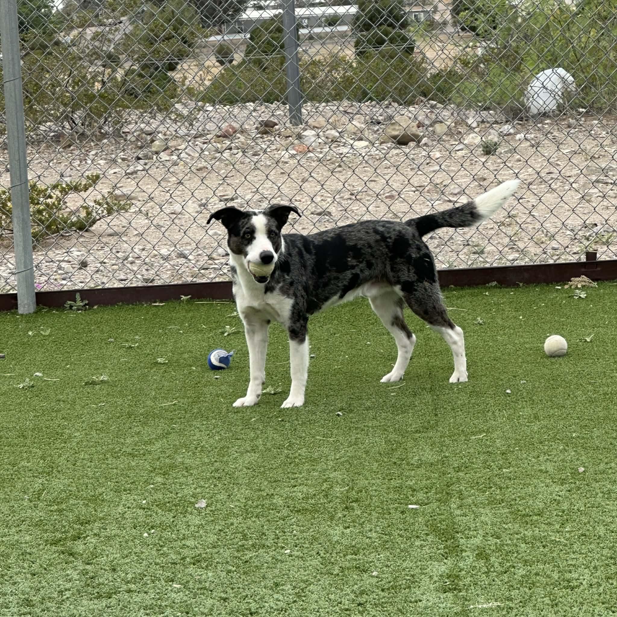 Enlarge Rooster, a ADOPTABLE mixed breed in Truth or Consequences , NM image 1/6