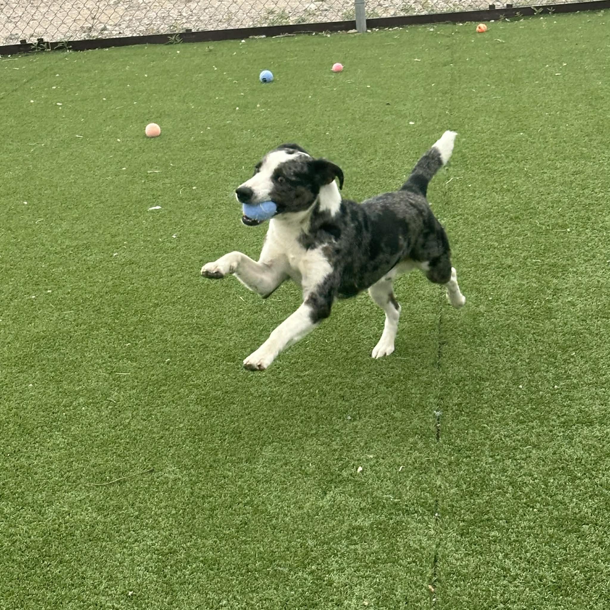Enlarge Rooster, a ADOPTABLE mixed breed in Truth or Consequences , NM image 2/6