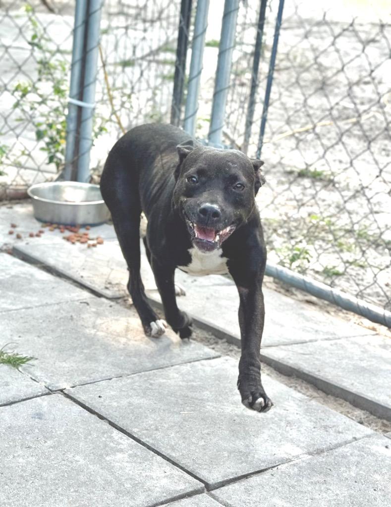 Puddles, Adoptable, Adult Female Pit Bull Terrier & Mixed Breed.