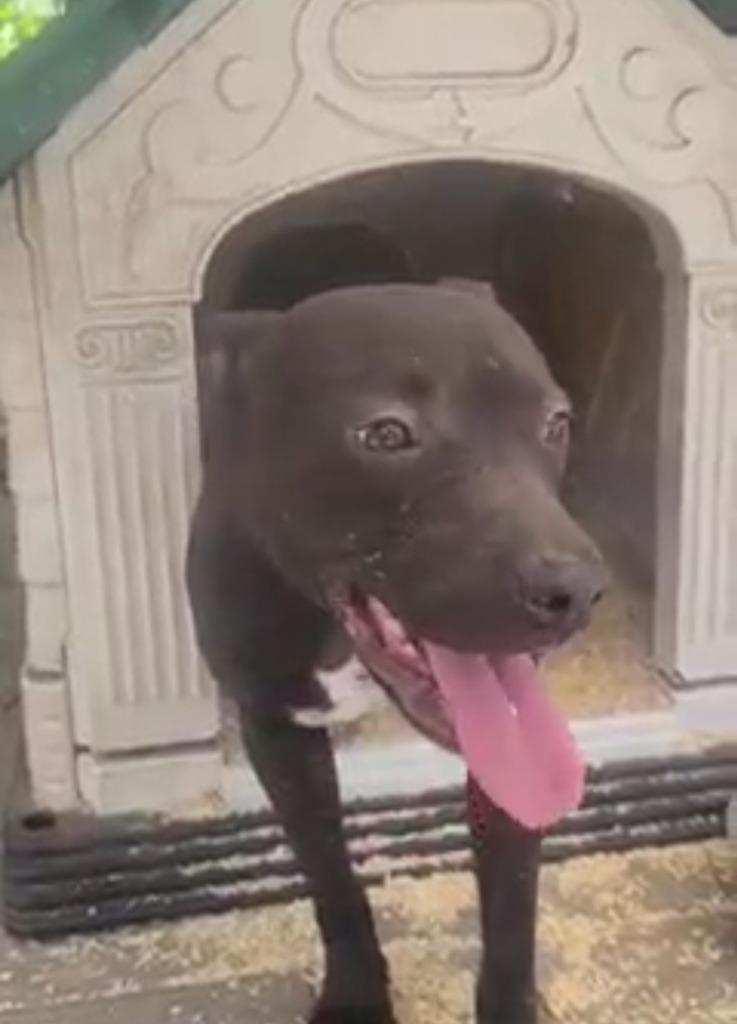 Puddles, Adoptable, Adult Female Pit Bull Terrier & Mixed Breed.