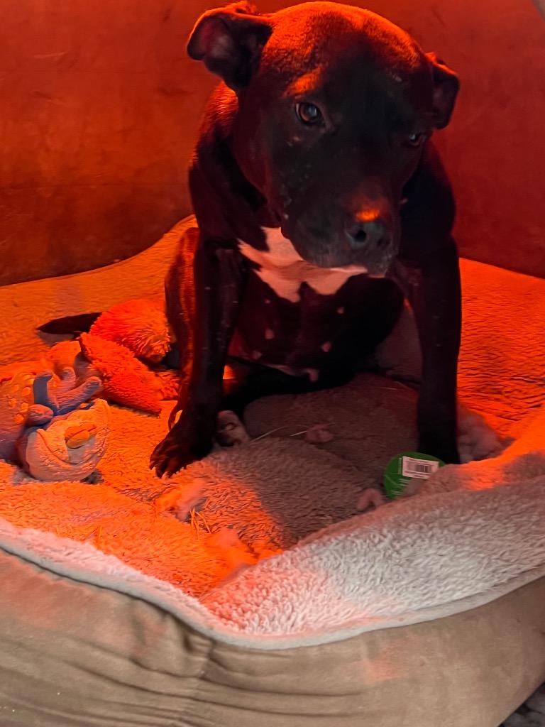 Enlarge Puddles, a Adoptable mixed breed in Waynesville, GA image 3/6