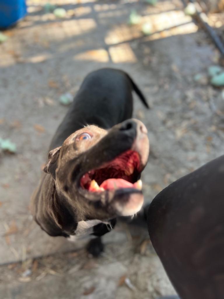 Enlarge Puddles, a Adoptable mixed breed in Waynesville, GA image 6/6