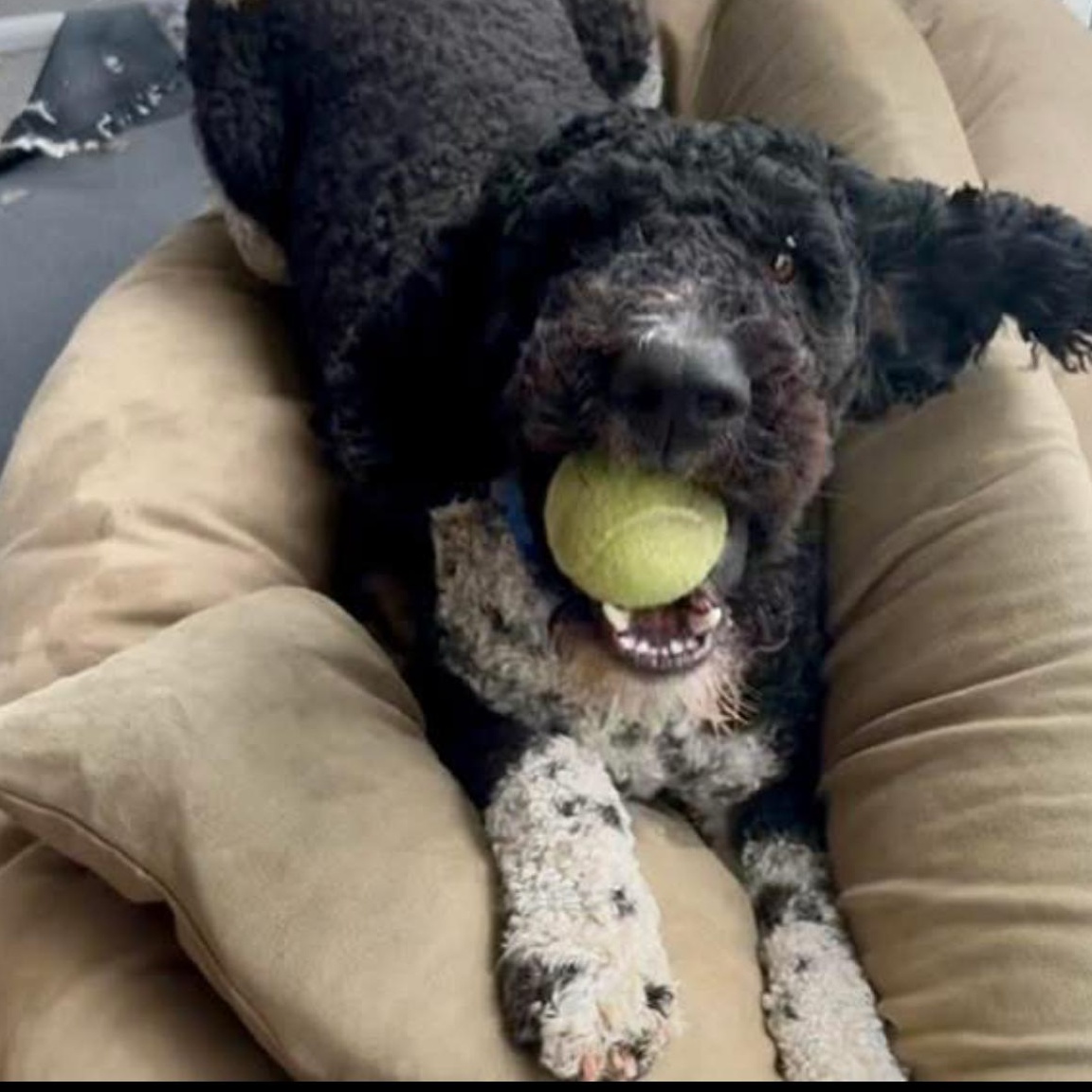 Tucker, an adoptable Goldendoodle in Santa Rosa, CA, 95403 | Photo Image 2