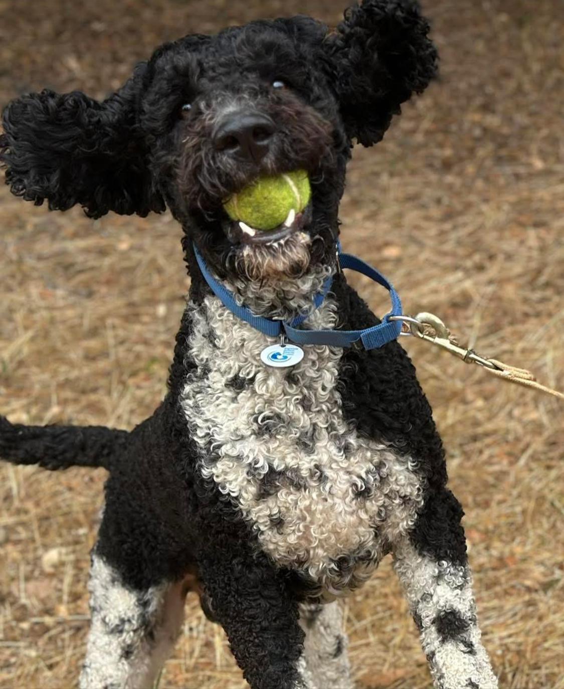 Tucker, an adoptable Goldendoodle in Santa Rosa, CA, 95403 | Photo Image 1