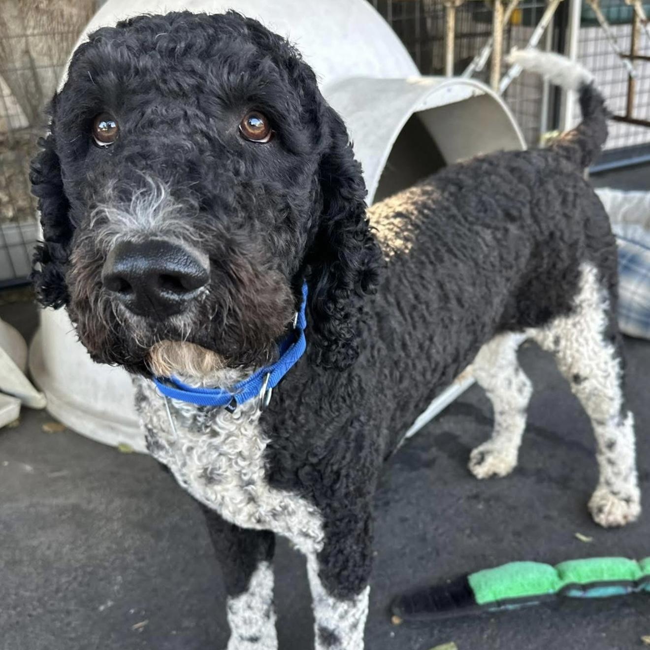 Tucker, an adoptable Goldendoodle in Santa Rosa, CA, 95403 | Photo Image 3