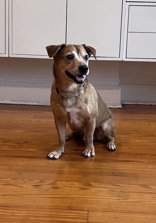 Jeremy, Adoptable, Adult Male Dachshund & Labrador Retriever.