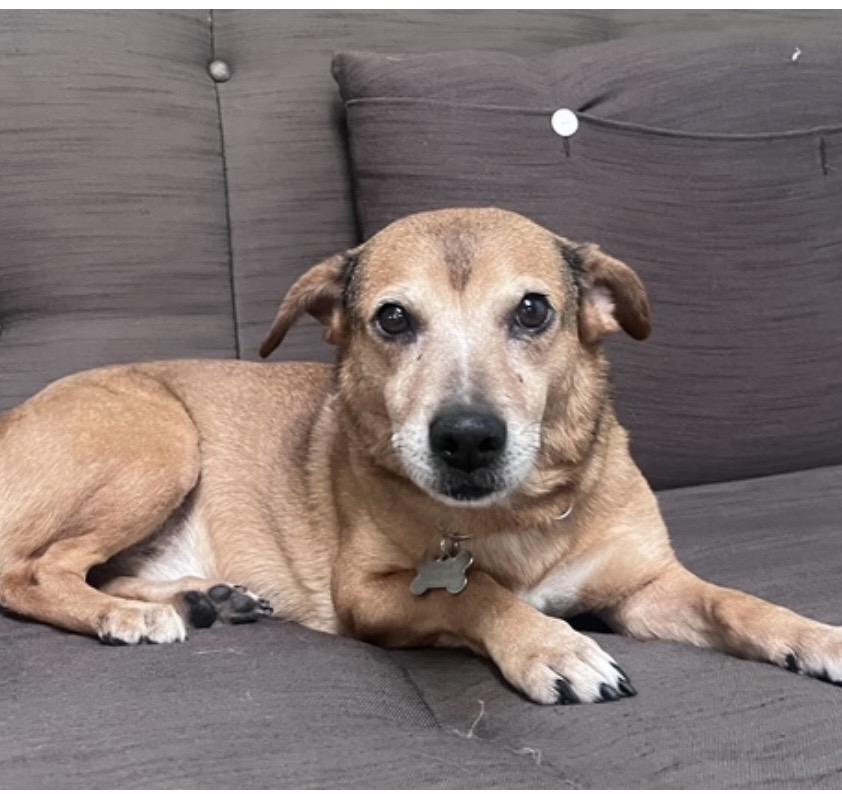 Enlarge Jeremy, a Adoptable mixed breed in New York, NY image 4/5