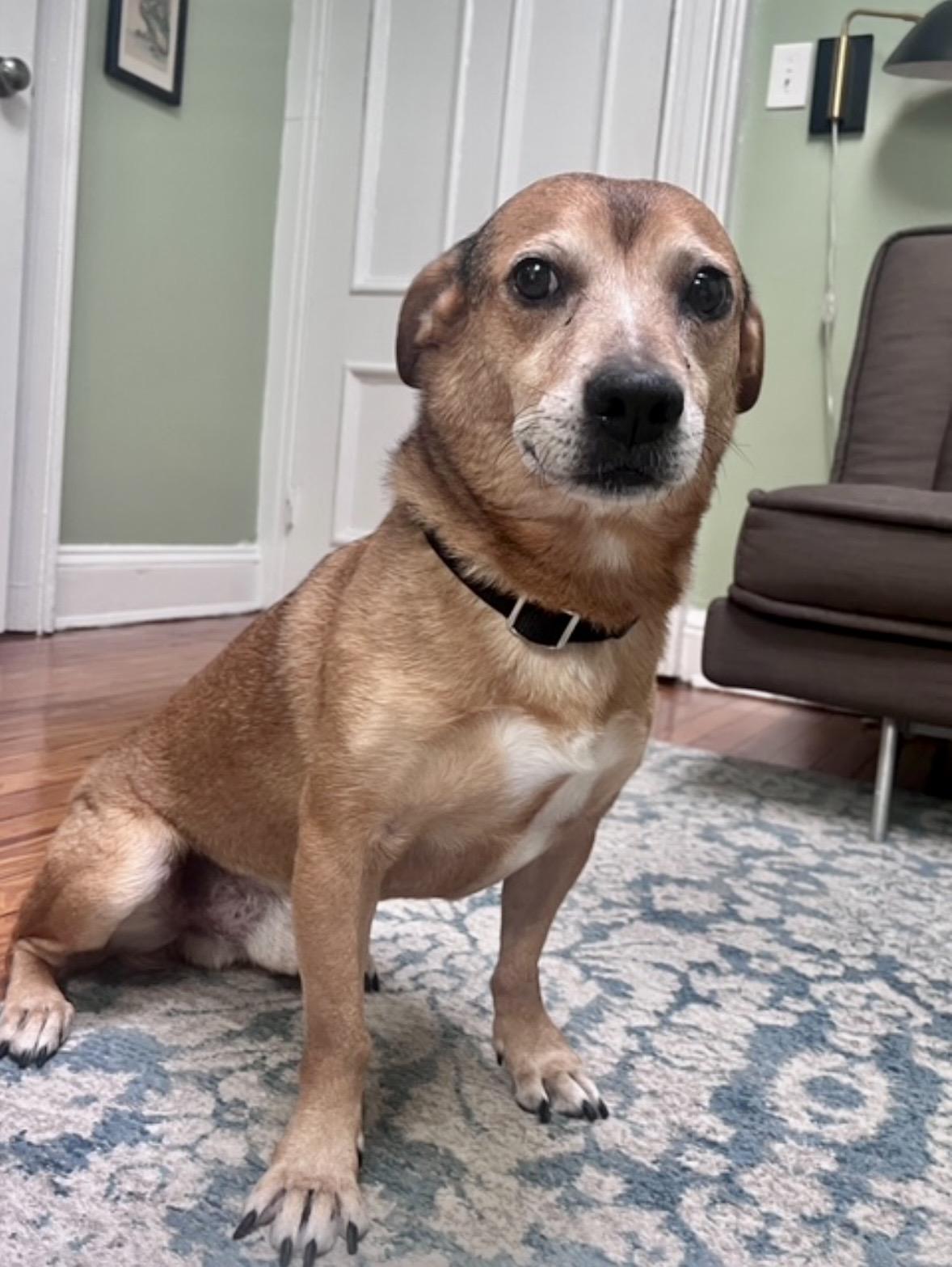 Enlarge Jeremy, a Adoptable mixed breed in New York, NY image 5/5