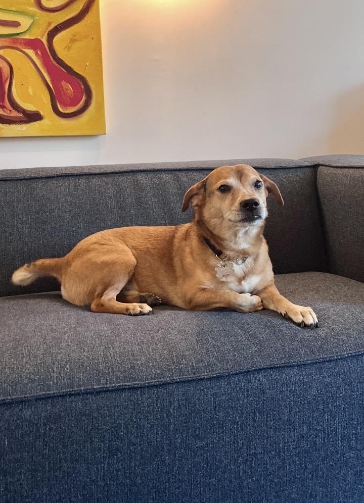 Enlarge Jeremy, a Adoptable mixed breed in New York, NY image 3/5