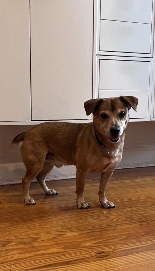 Enlarge Jeremy, a Adoptable mixed breed in New York, NY image 2/5
