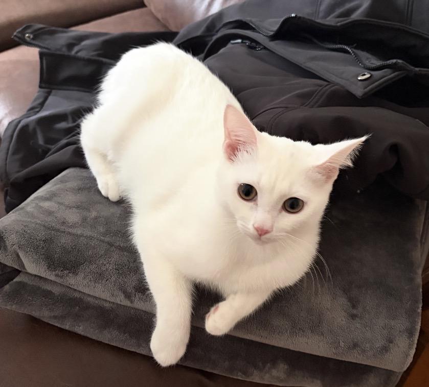 Enlarge Mikey ( friendly & affectionate), an adopted Domestic Short Hair in Staten Island, NY image 4/5
