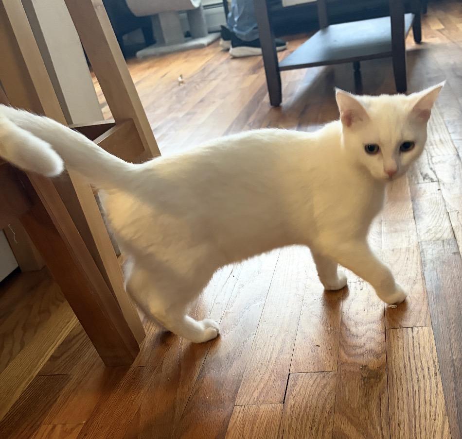 Enlarge Mikey ( friendly & affectionate), an adopted Domestic Short Hair in Staten Island, NY image 3/5