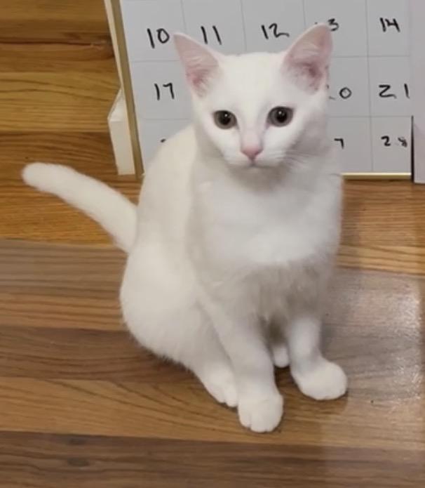 Enlarge Mikey ( friendly & affectionate), an adopted Domestic Short Hair in Staten Island, NY image 2/5