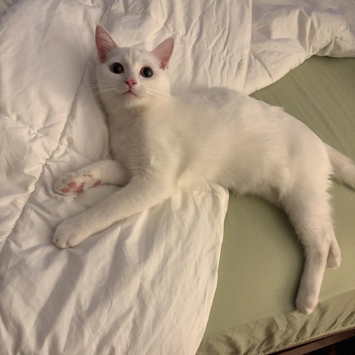 Mikey ( friendly & affectionate), adopted, Kitten Male Domestic Short Hair.