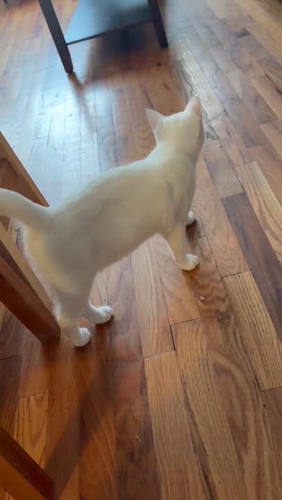Enlarge Mikey ( friendly & affectionate), an adopted Domestic Short Hair in Staten Island, NY video 5/5