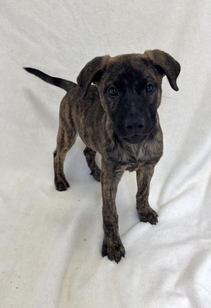 Enlarge Dumpling, a Adopted mixed breed in Buffalo, MN image 1/1