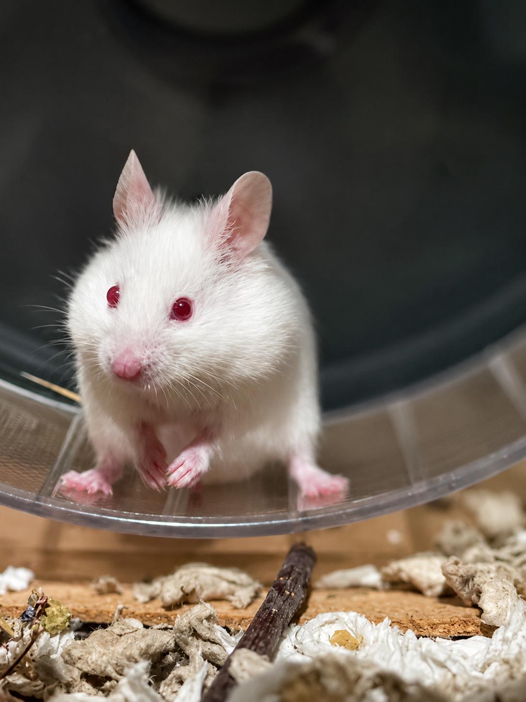 Yeti, Adoptable, Baby Male Hamster.
