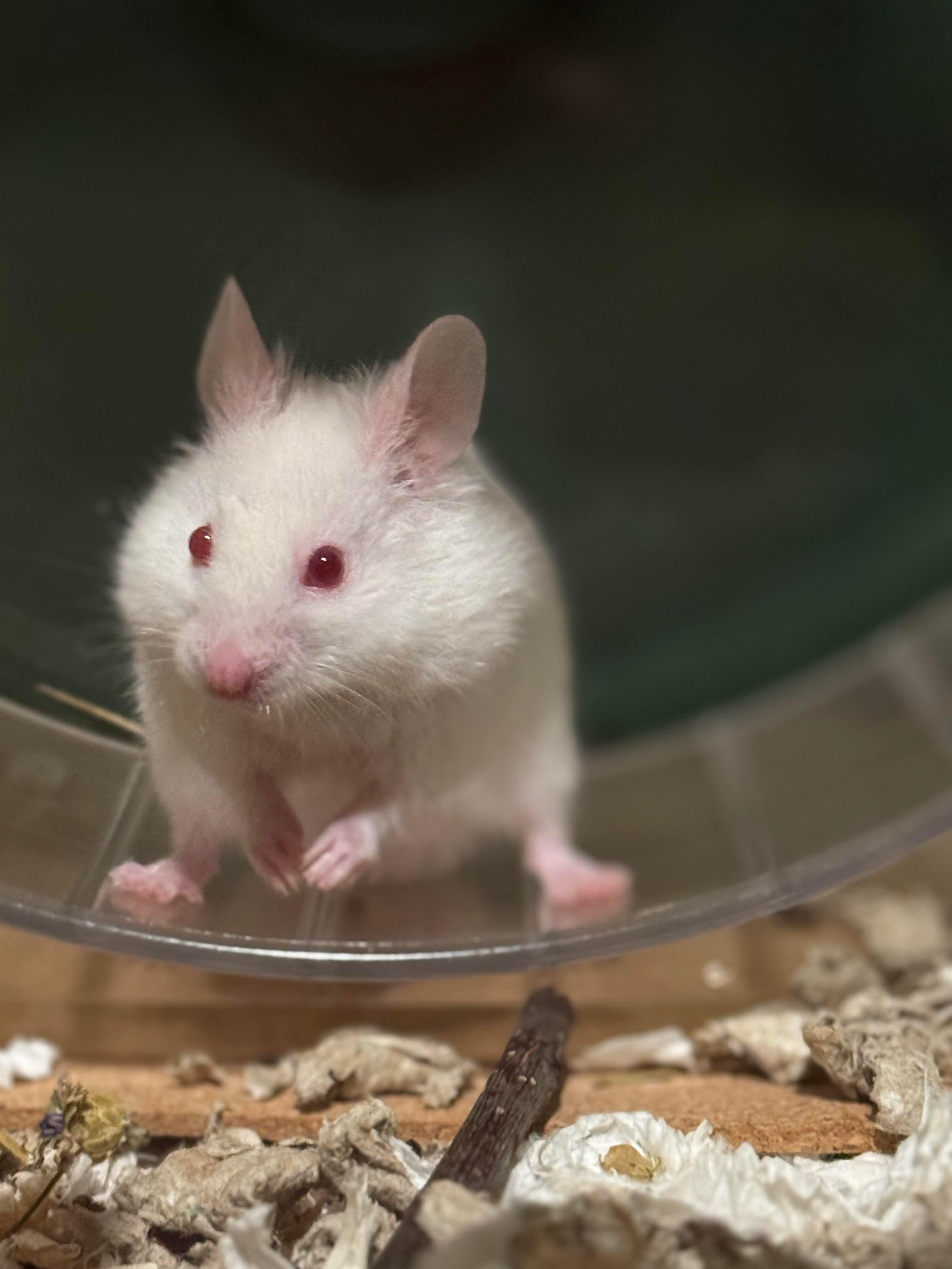 Yeti, Adoptable, Baby Male Hamster.