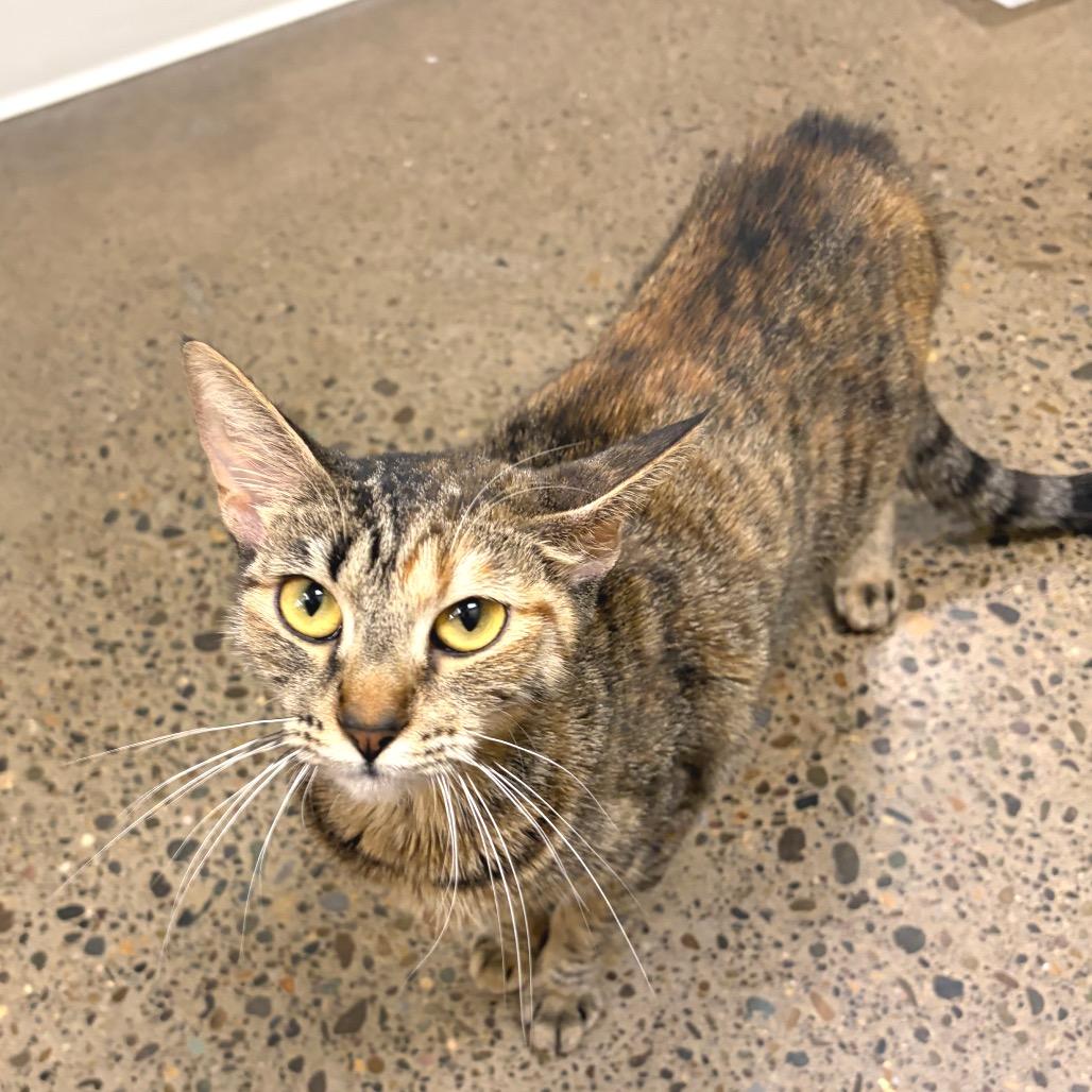 Bitty, Adoptable, Young Female Domestic Short Hair.