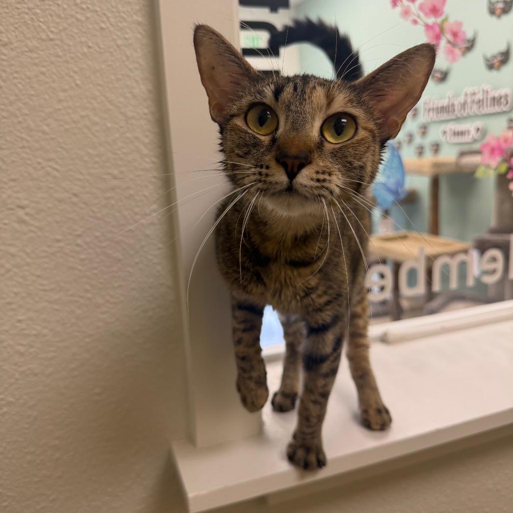 Bitty, a Adoptable Domestic Short Hair in Keizer, OR image 2/2