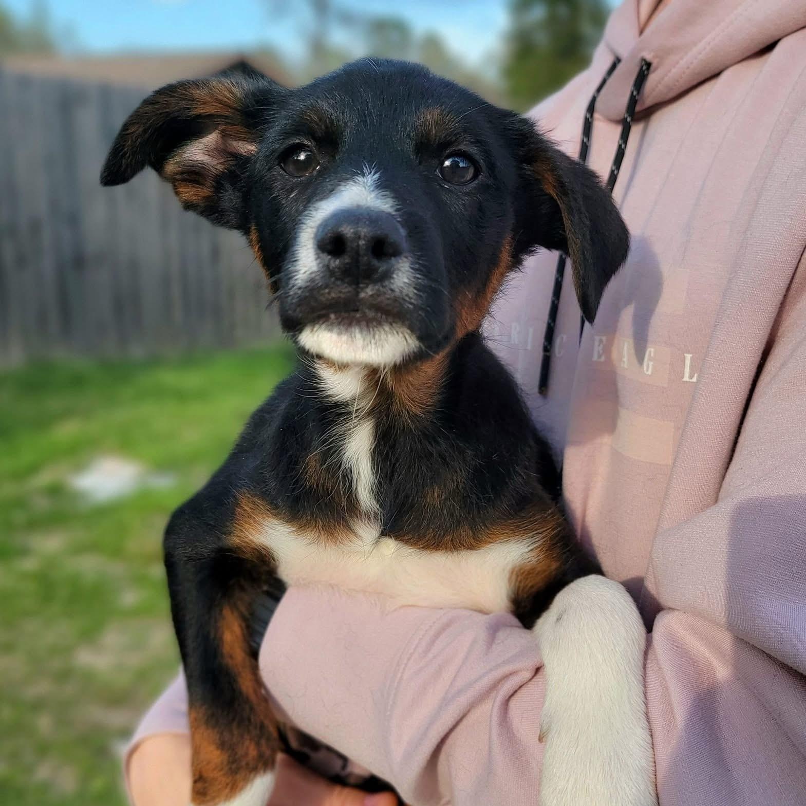 Jalapeño , Adoptable, Puppy Male Mixed Breed.