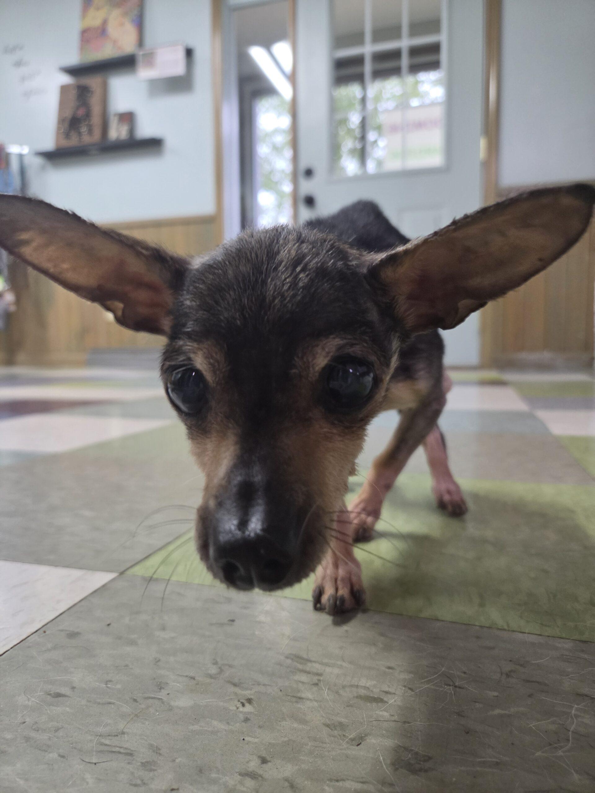 Enlarge Angel, a Adoptable Chihuahua in Kirksville, MO image 1/3