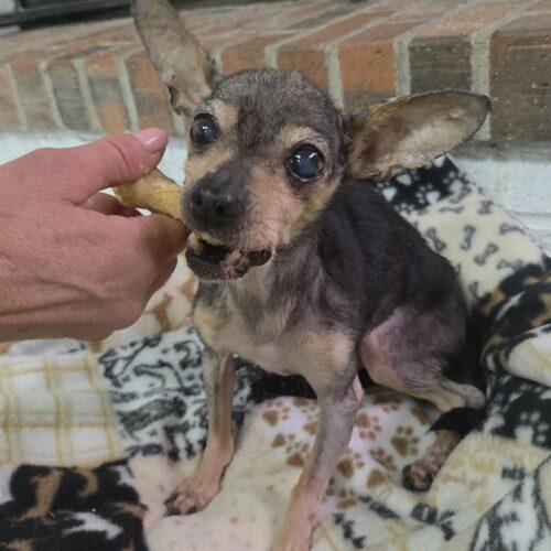 Enlarge Angel, a Adoptable Chihuahua in Kirksville, MO image 2/3